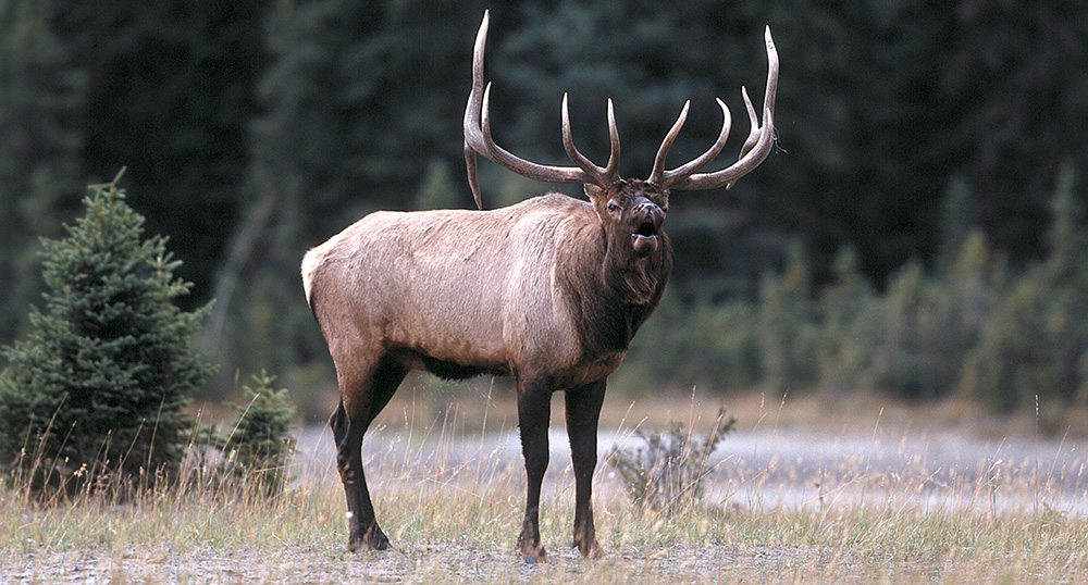 bull elk