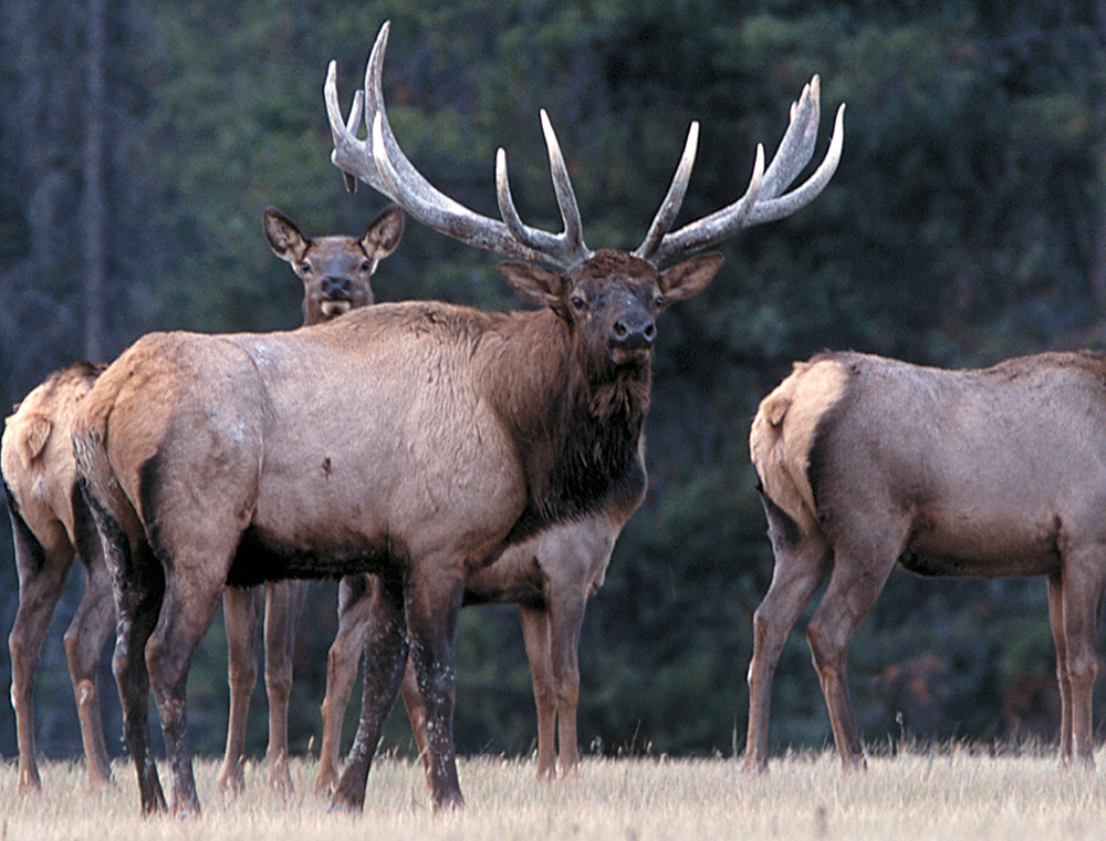 bull elk and herd