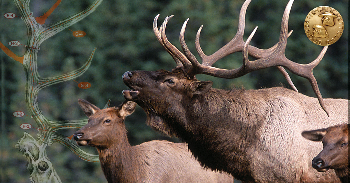 bull elk with two cows