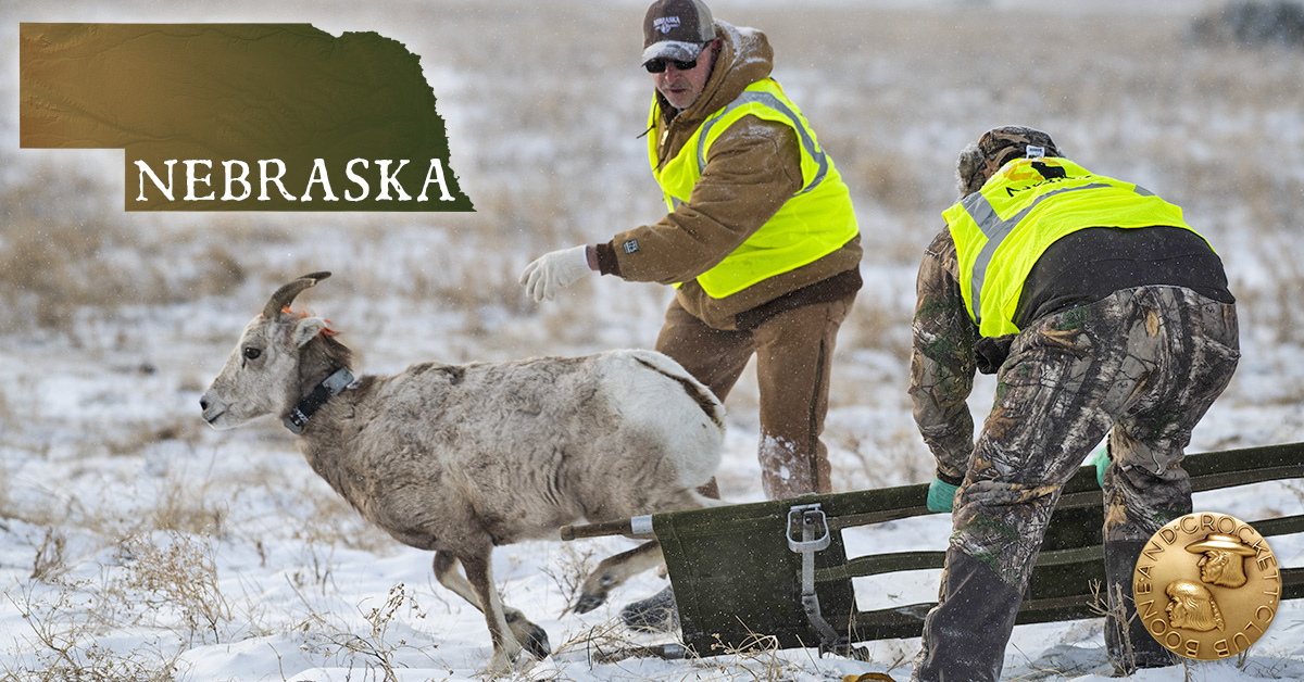 NE Bighorn restoration