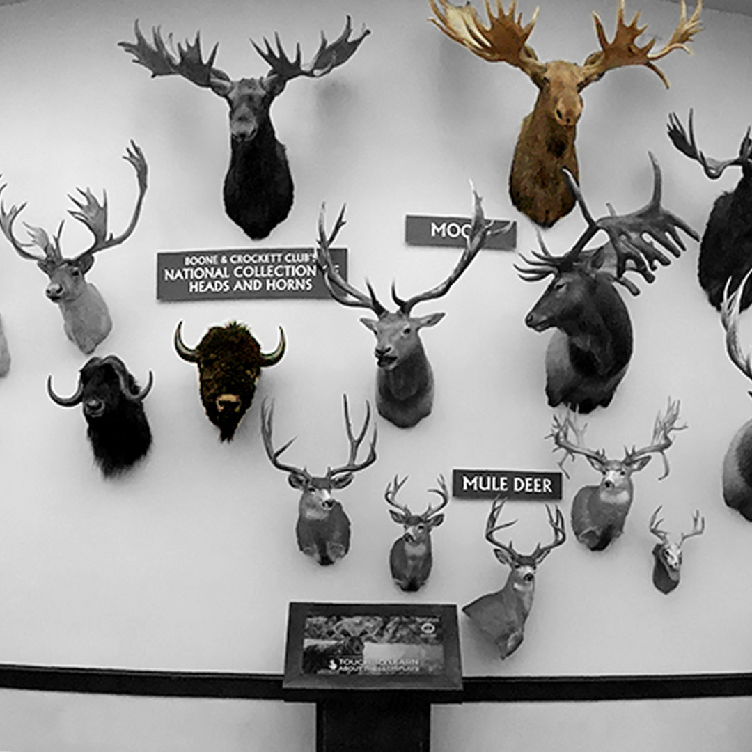 B&C Heads and Horns Collection