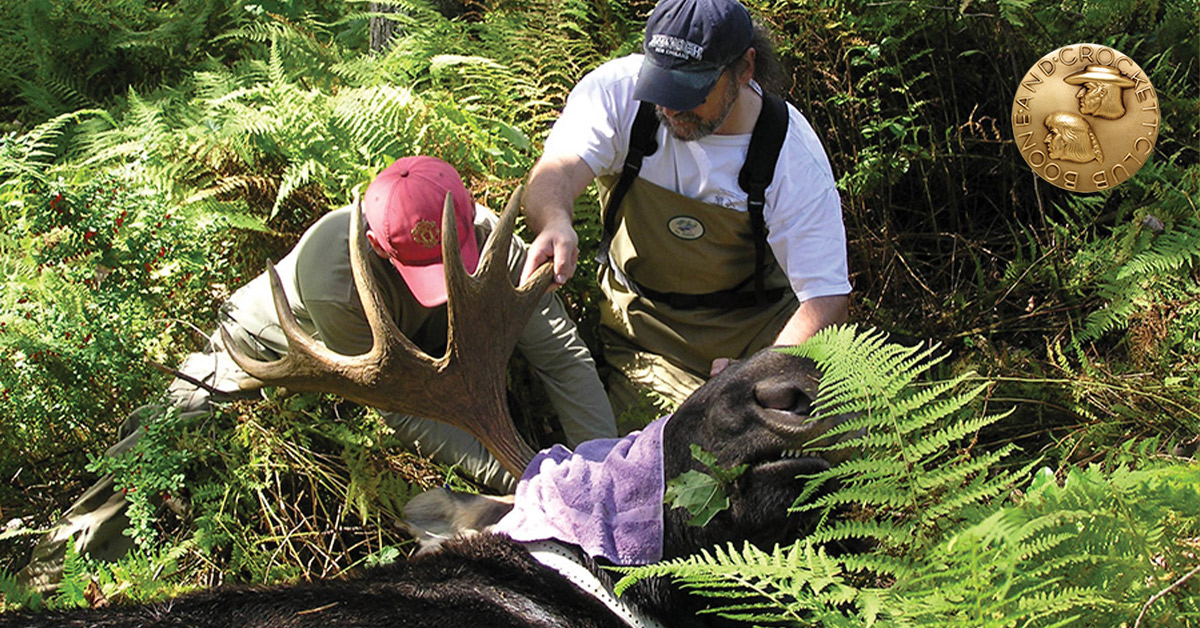 biologist working on moose