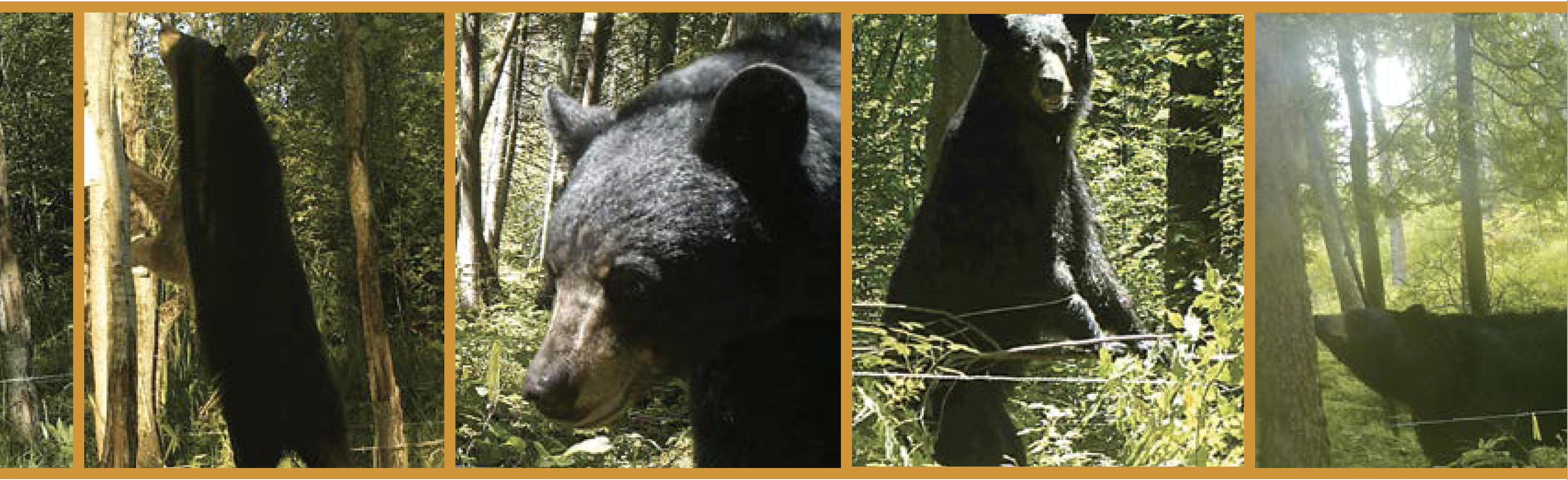 trail cam images of black bears