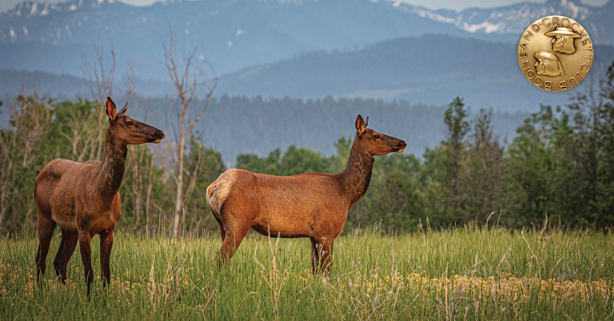 two cow elk