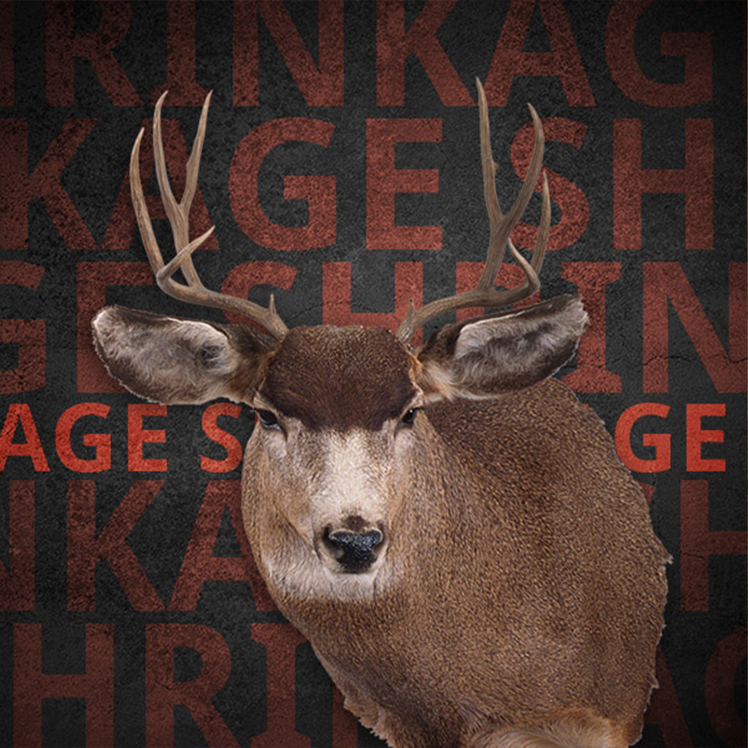 mule deer with tiny antlers