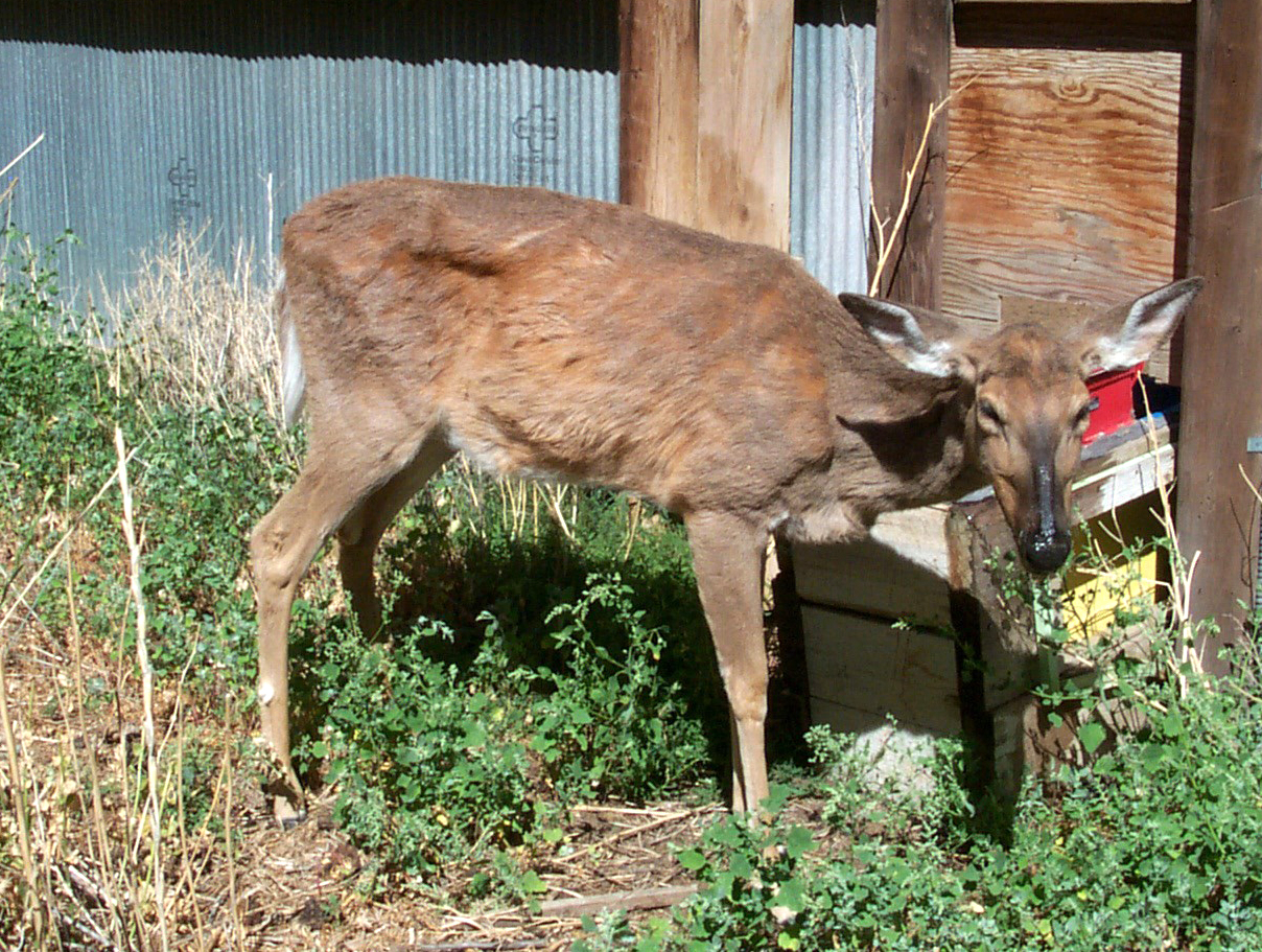 CWD Deer popluation