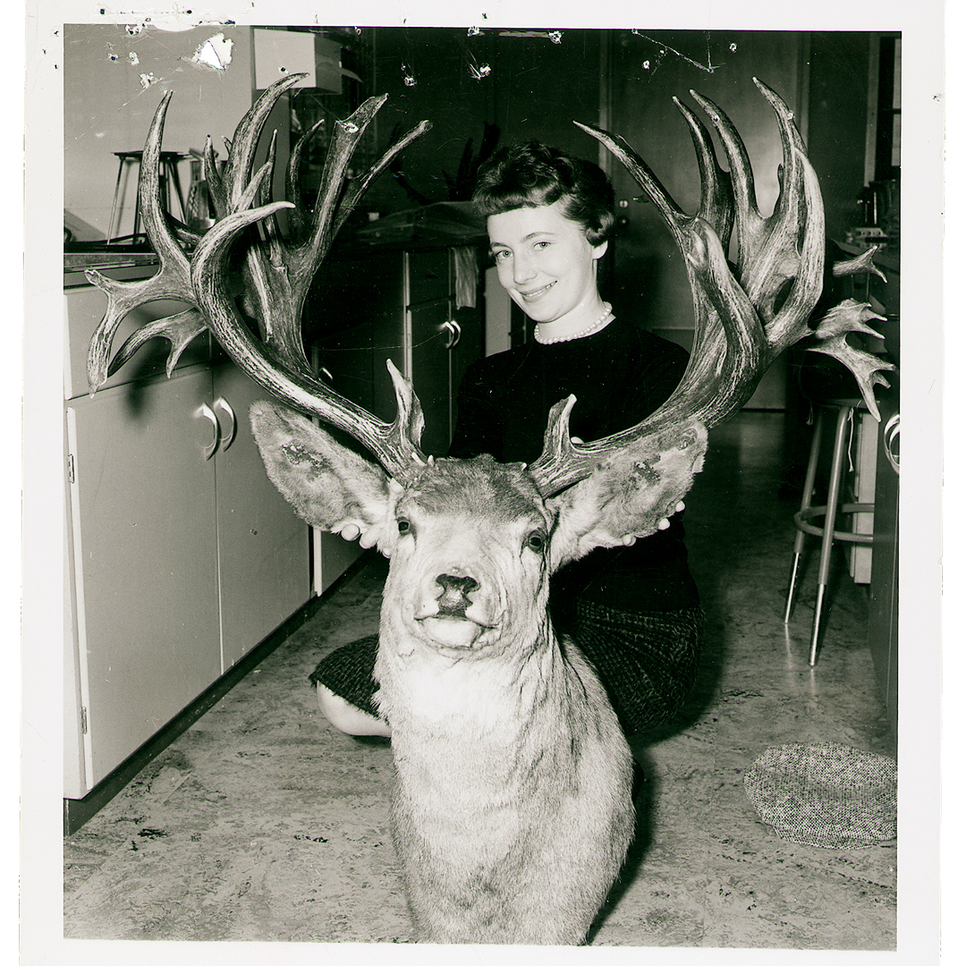 Broder buck mule deer