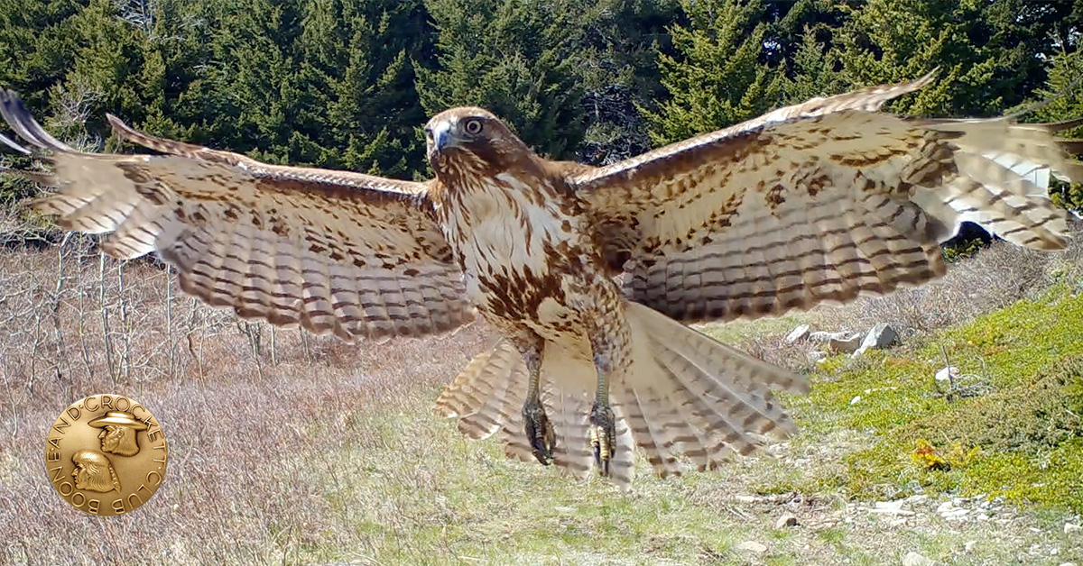 Green-up Falcon 