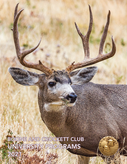 mule deer