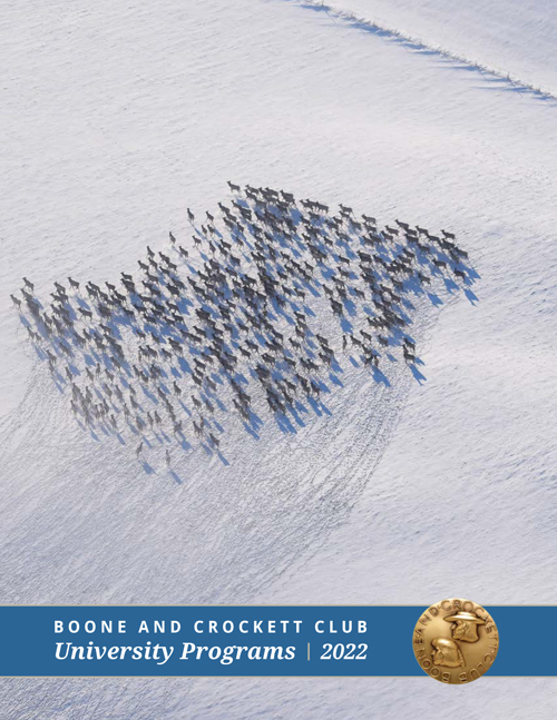 herd of elk