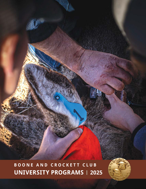 wildlife researchers working on deer