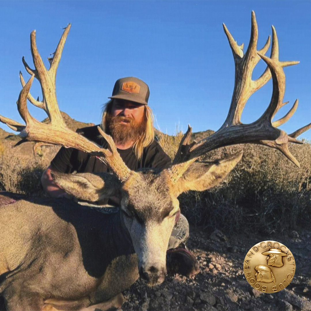 Vincent mule deer 