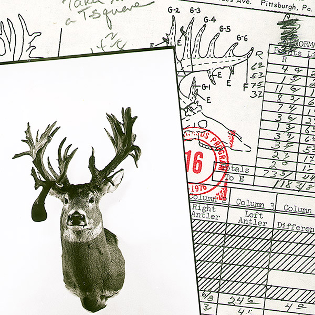 vintage whitetail photo and scoresheet