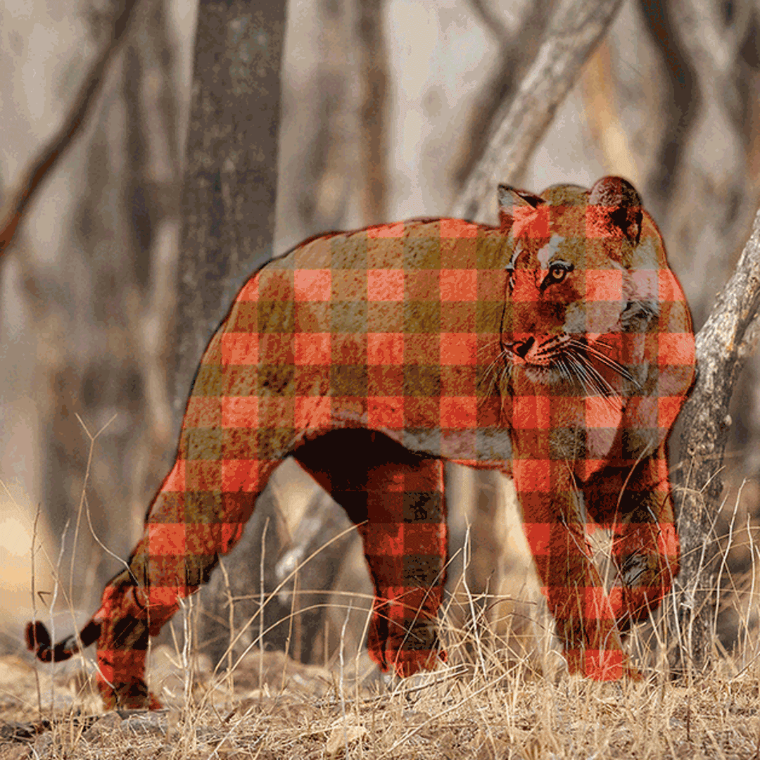 camo example