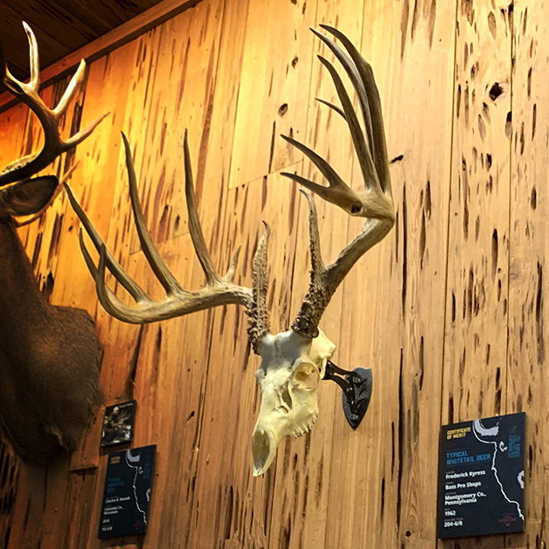 whitetail deer skull