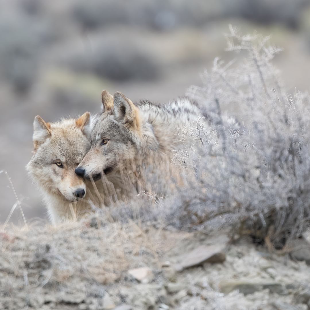 two wolves