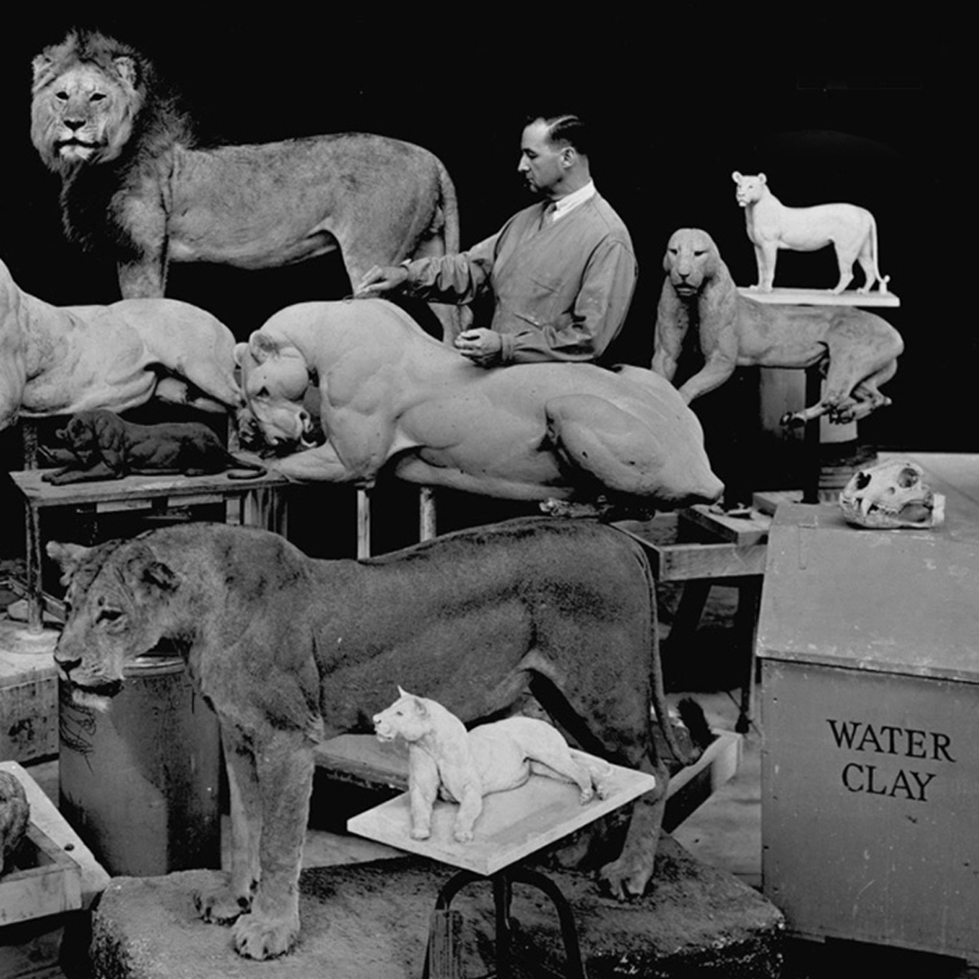 James Clark working on lion taxidermy