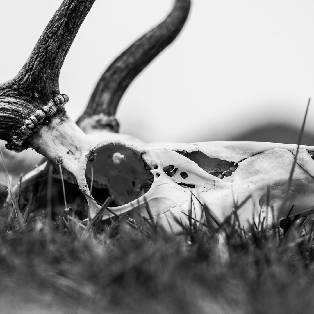 elk skull