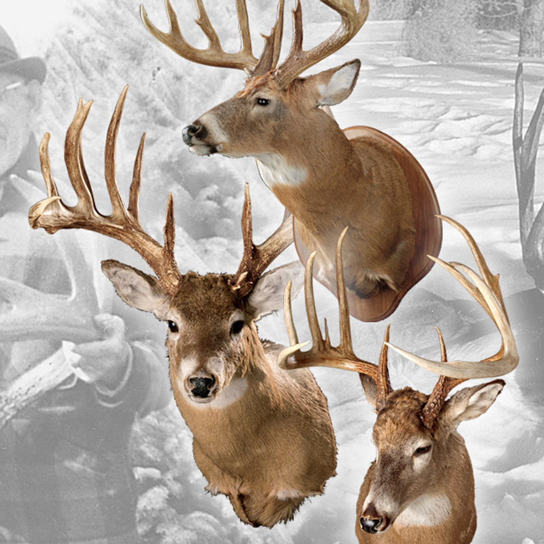 3 whitetail trophy mounts