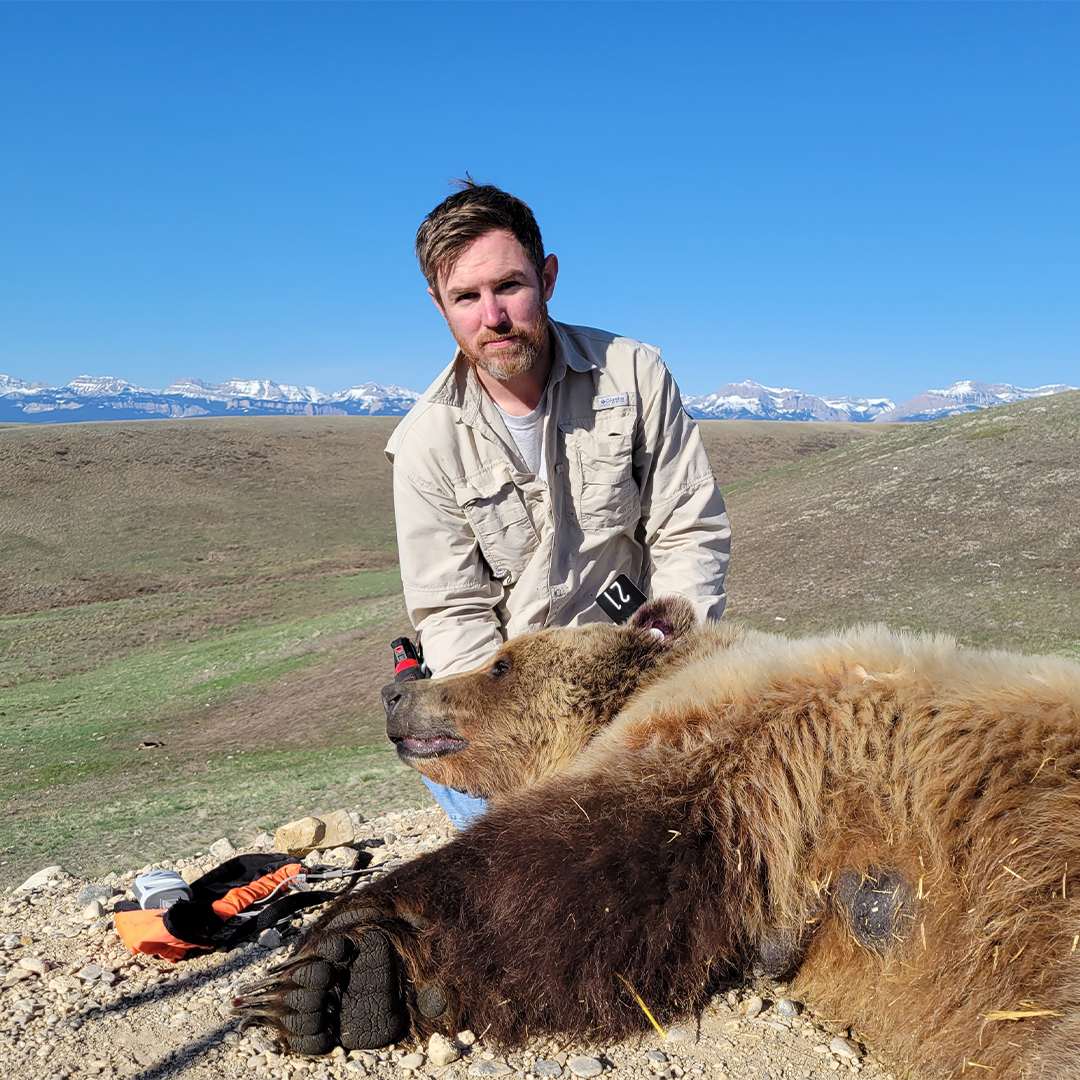 Wesley Sarmento doing grizzly bear research
