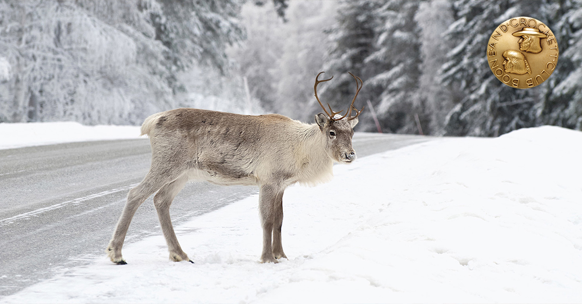 caribou