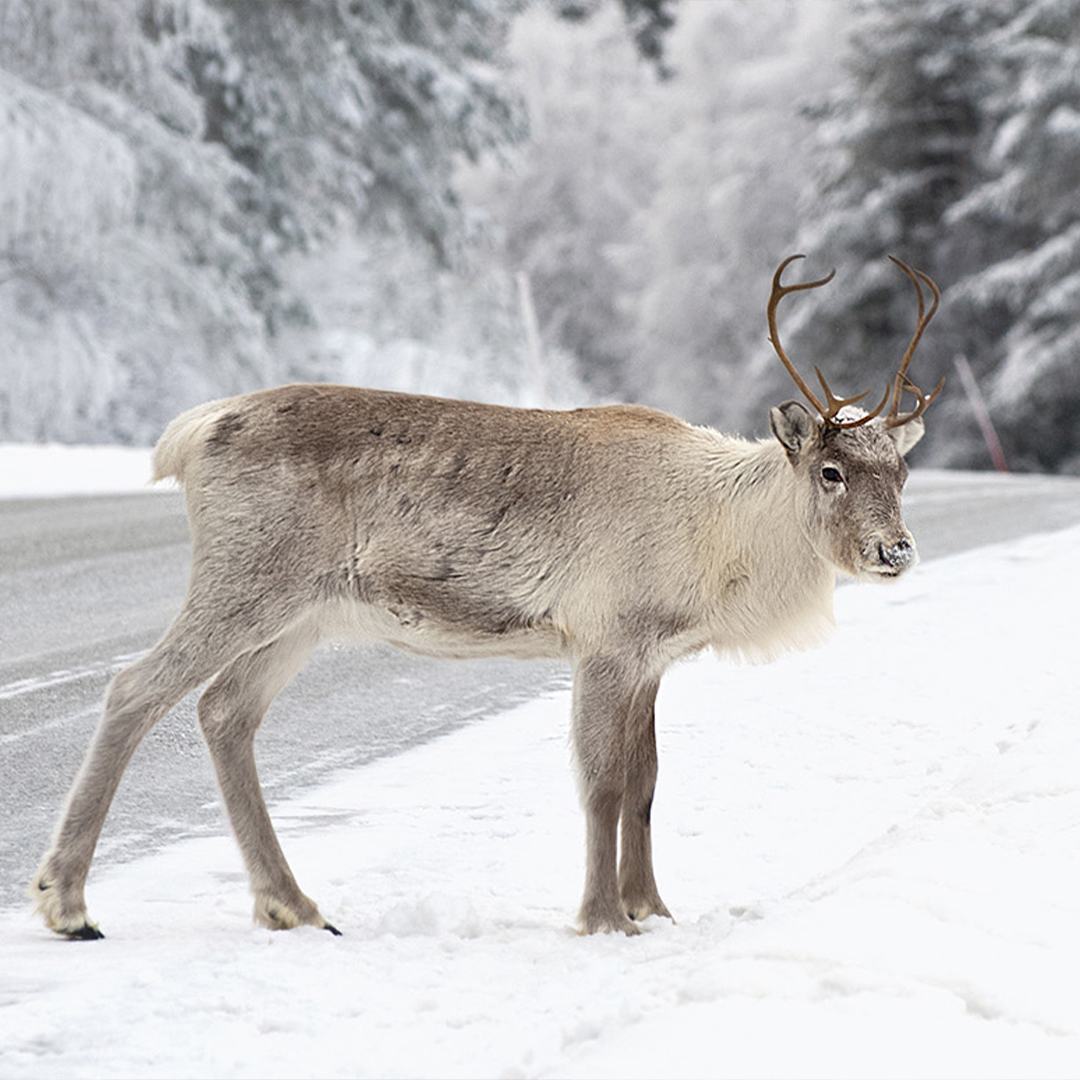caribou