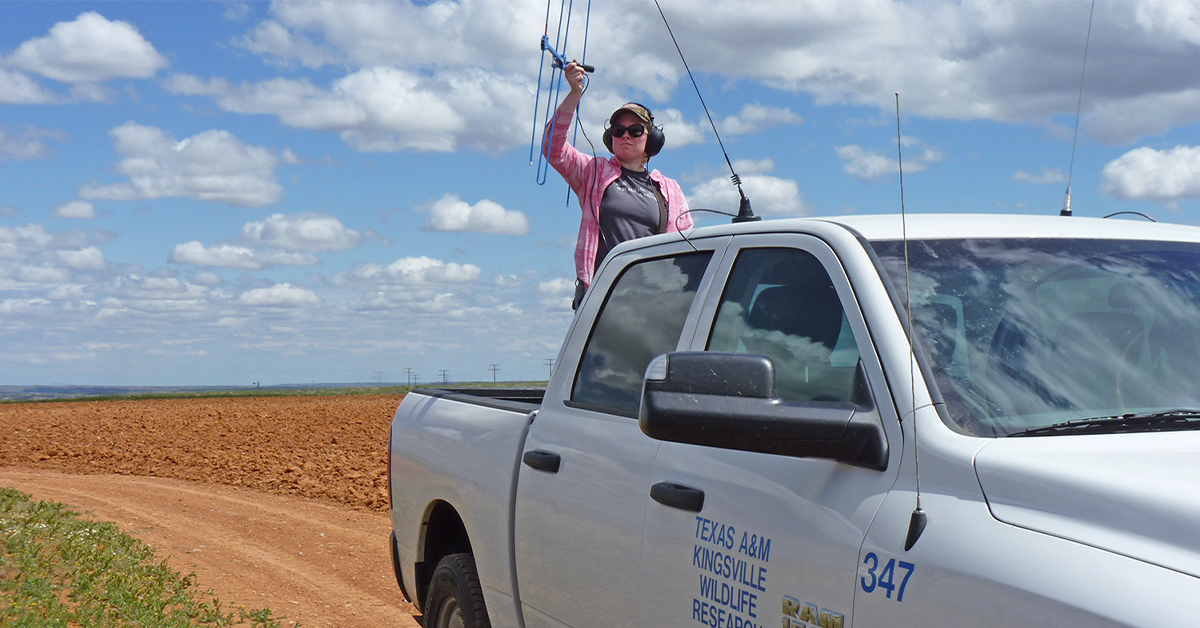radio collar tracking
