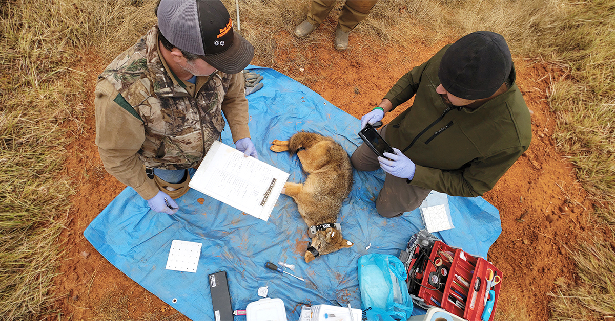 Clemson Fellow research
