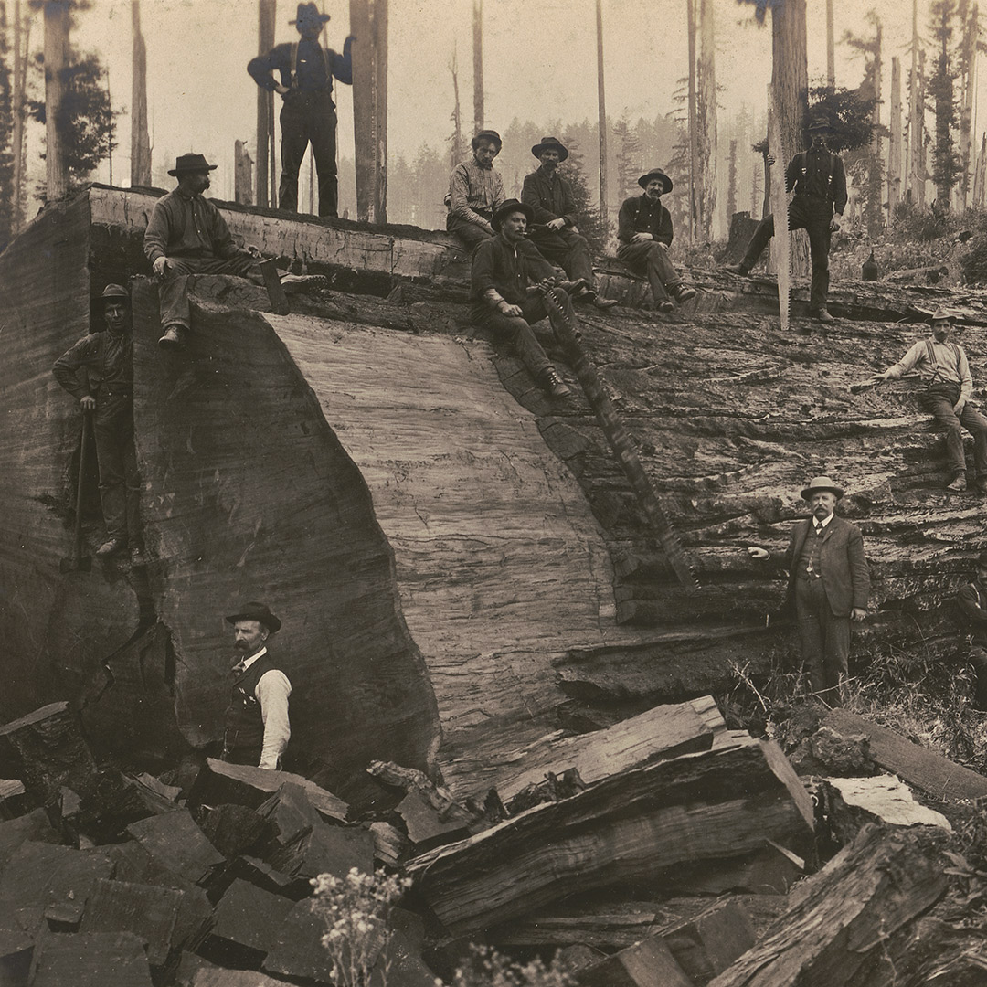 vintage redwood photo