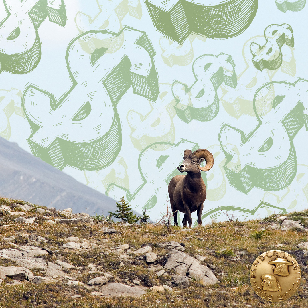 bighorn sheep with money