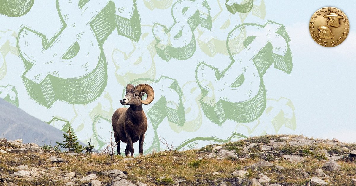 bighorn sheep with money