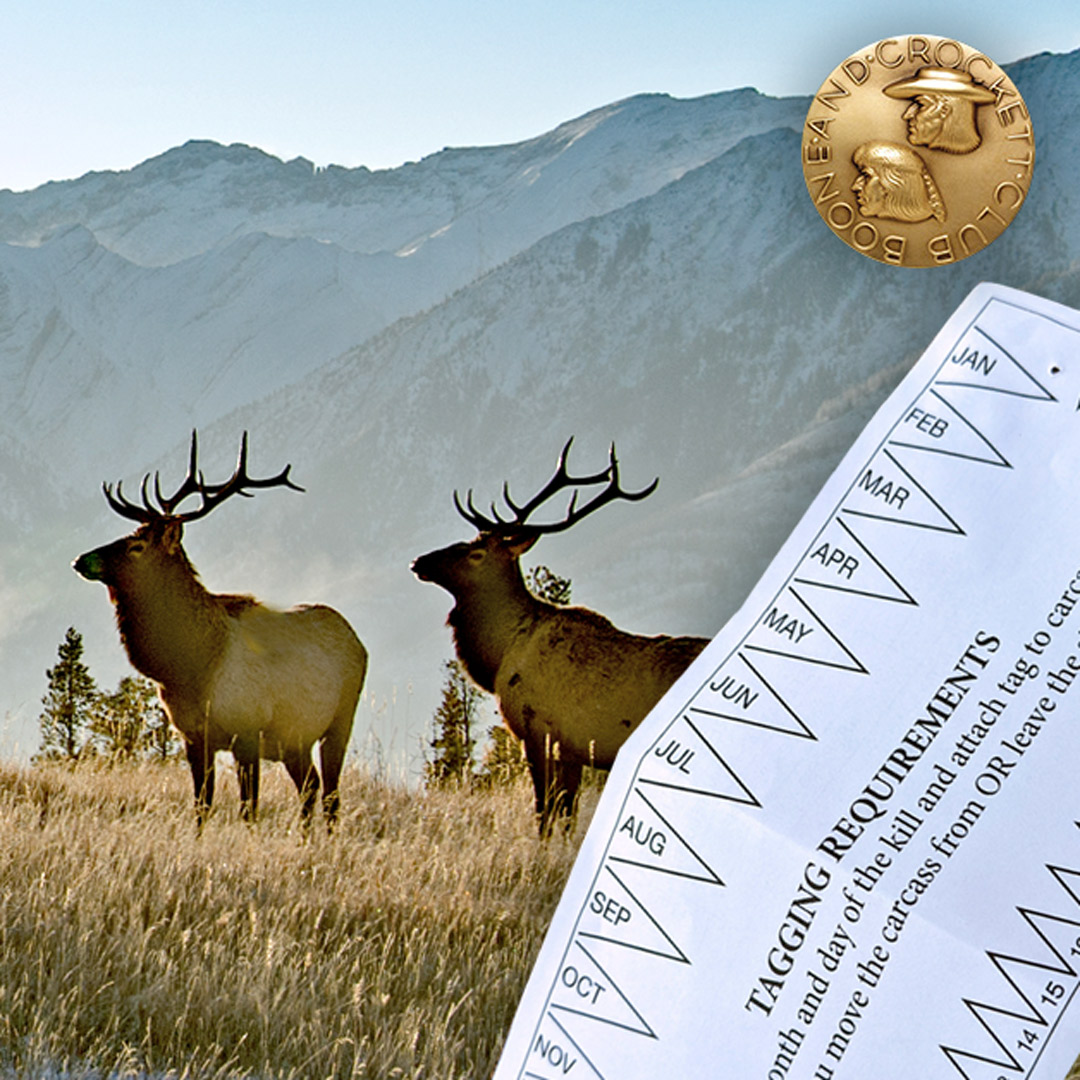 elk and elk tag graphic