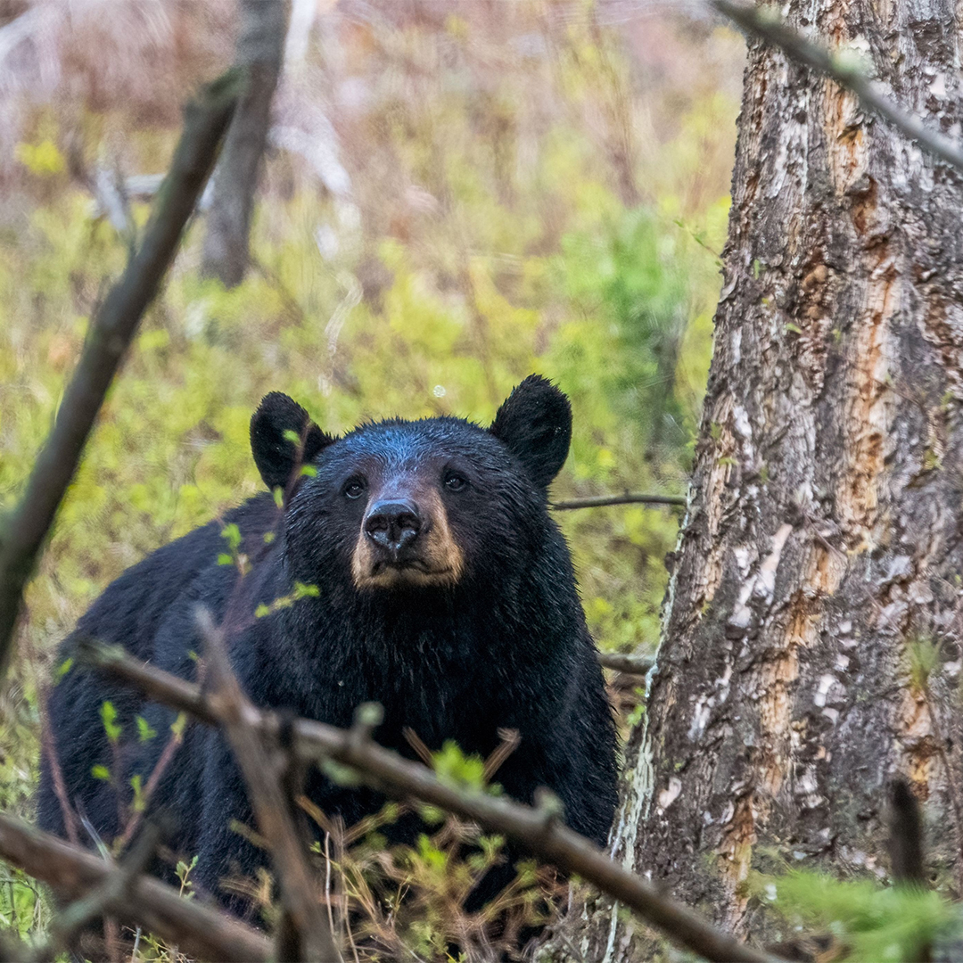 black bear
