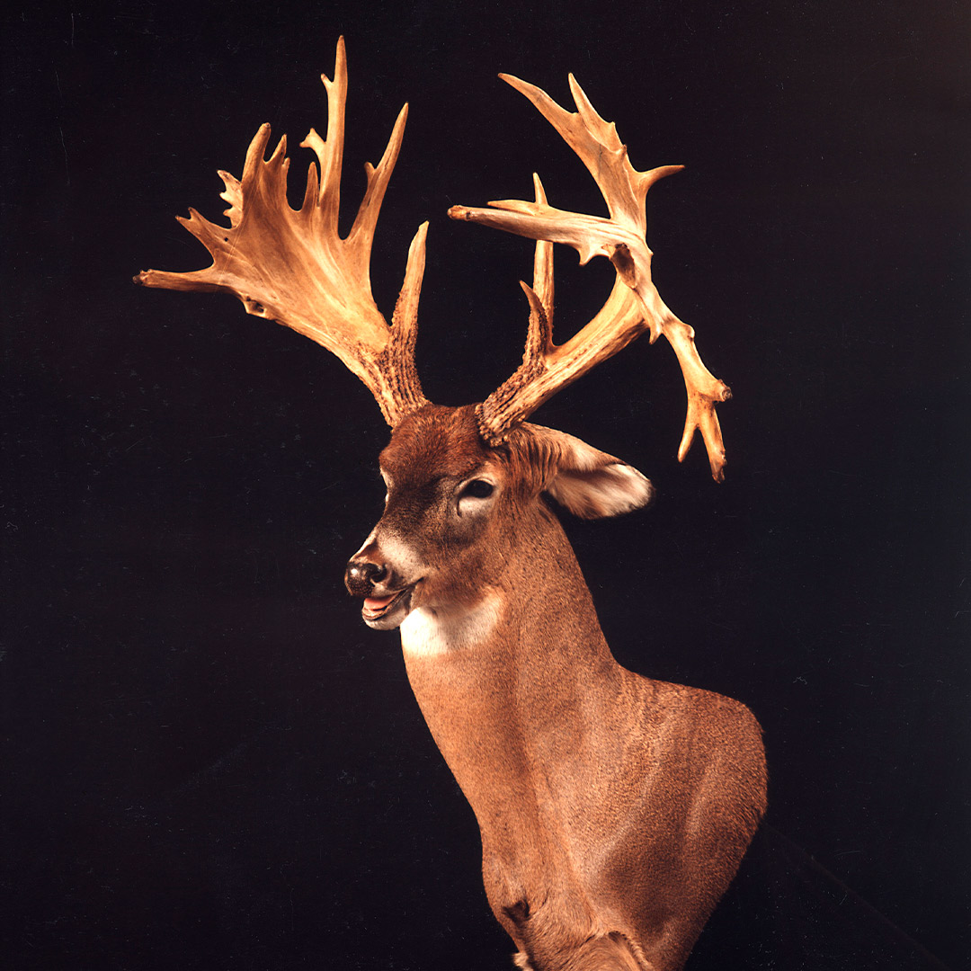 nontypical whitetail buck