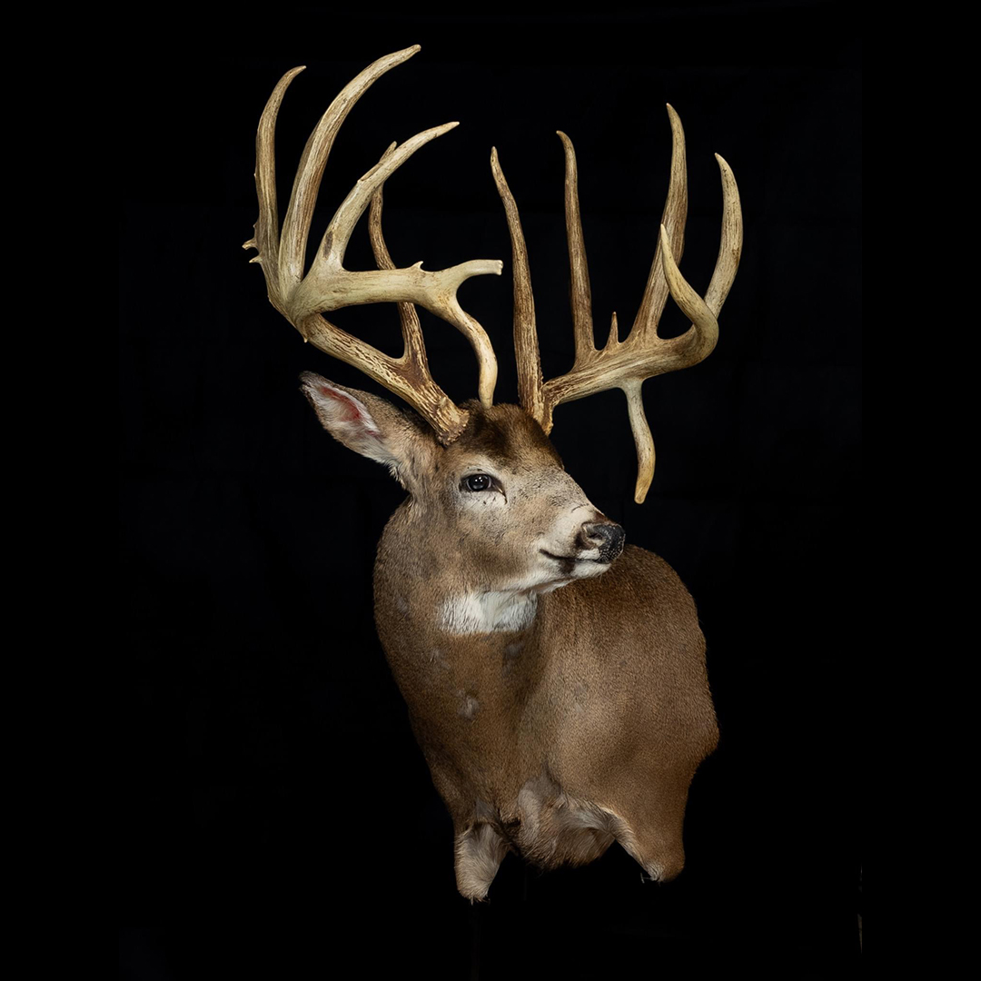 non-typical whitetail buck
