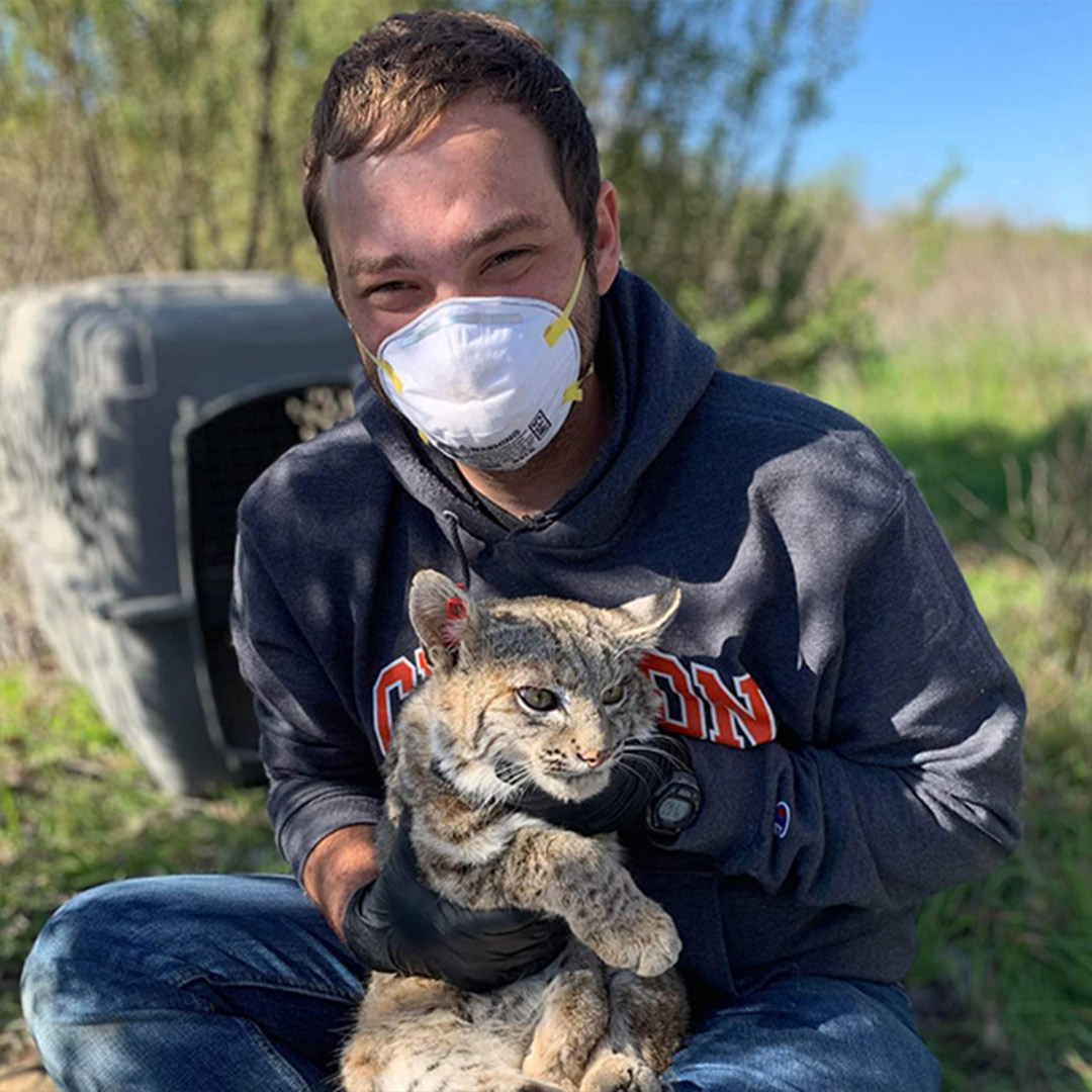 biologist holding bobcat