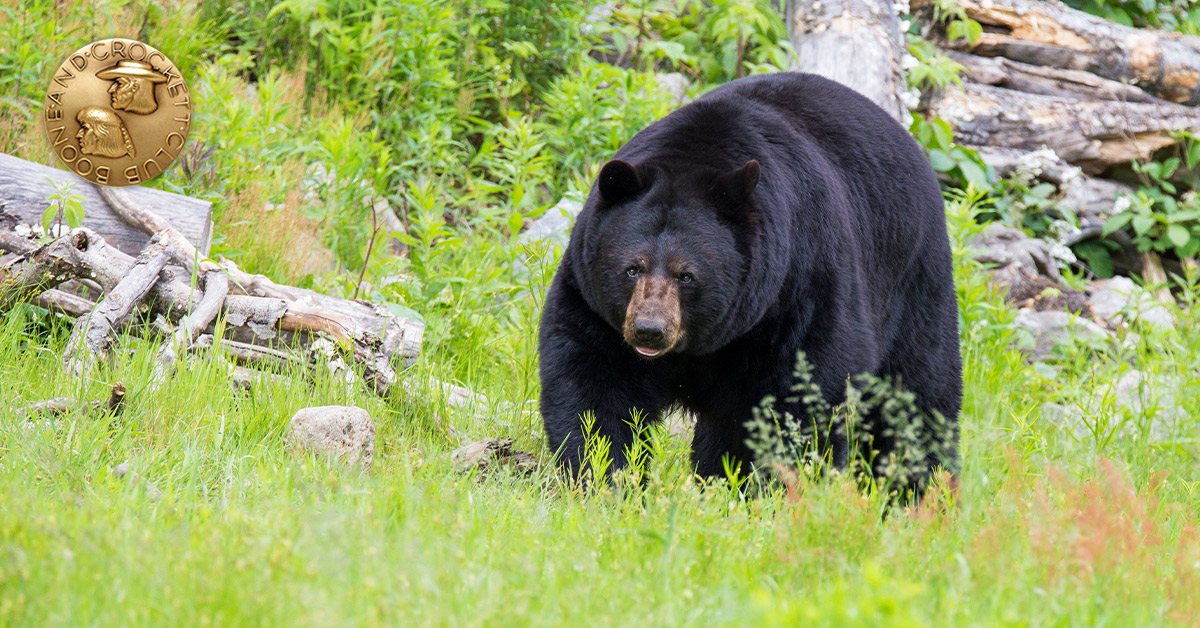 black bear