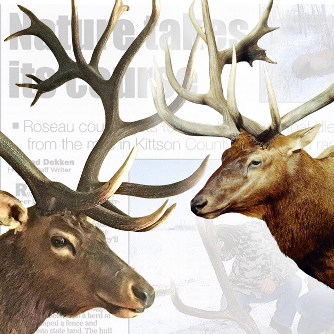 two elk graphic