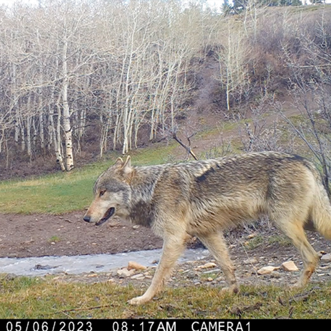 wolf on trail cam