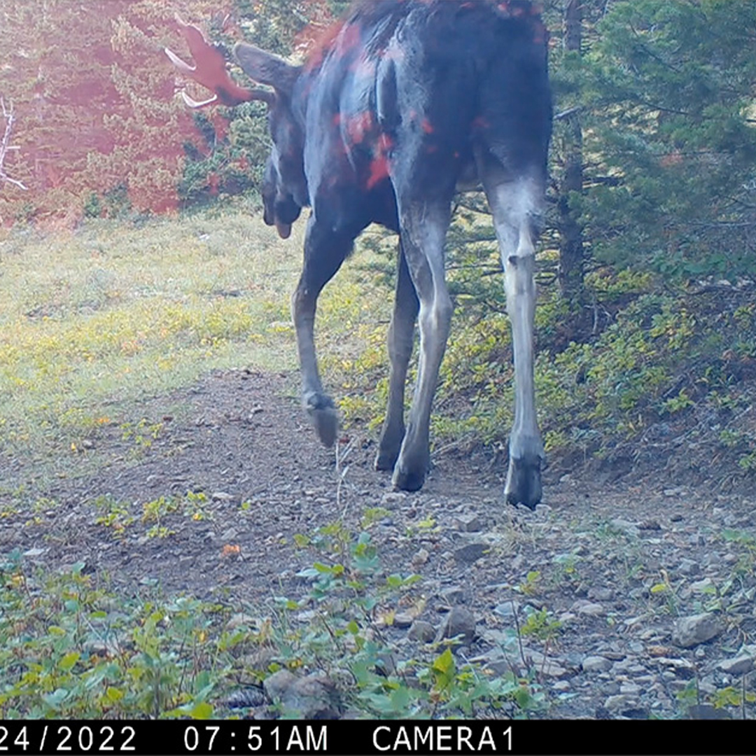 moose on trail cam