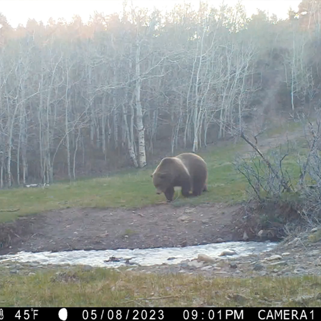 grizzly bear on trail cam