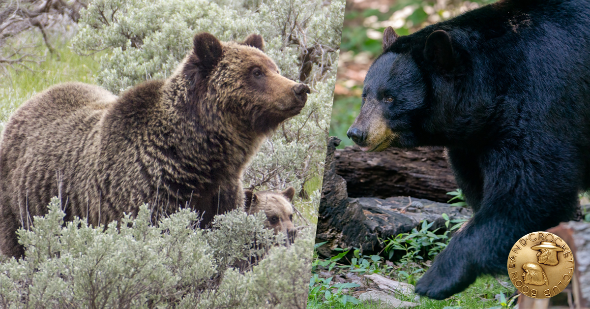 grizzly bear and black bear