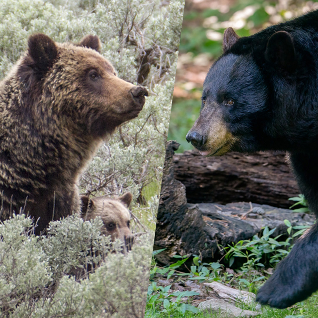 grizzly bear and black bear