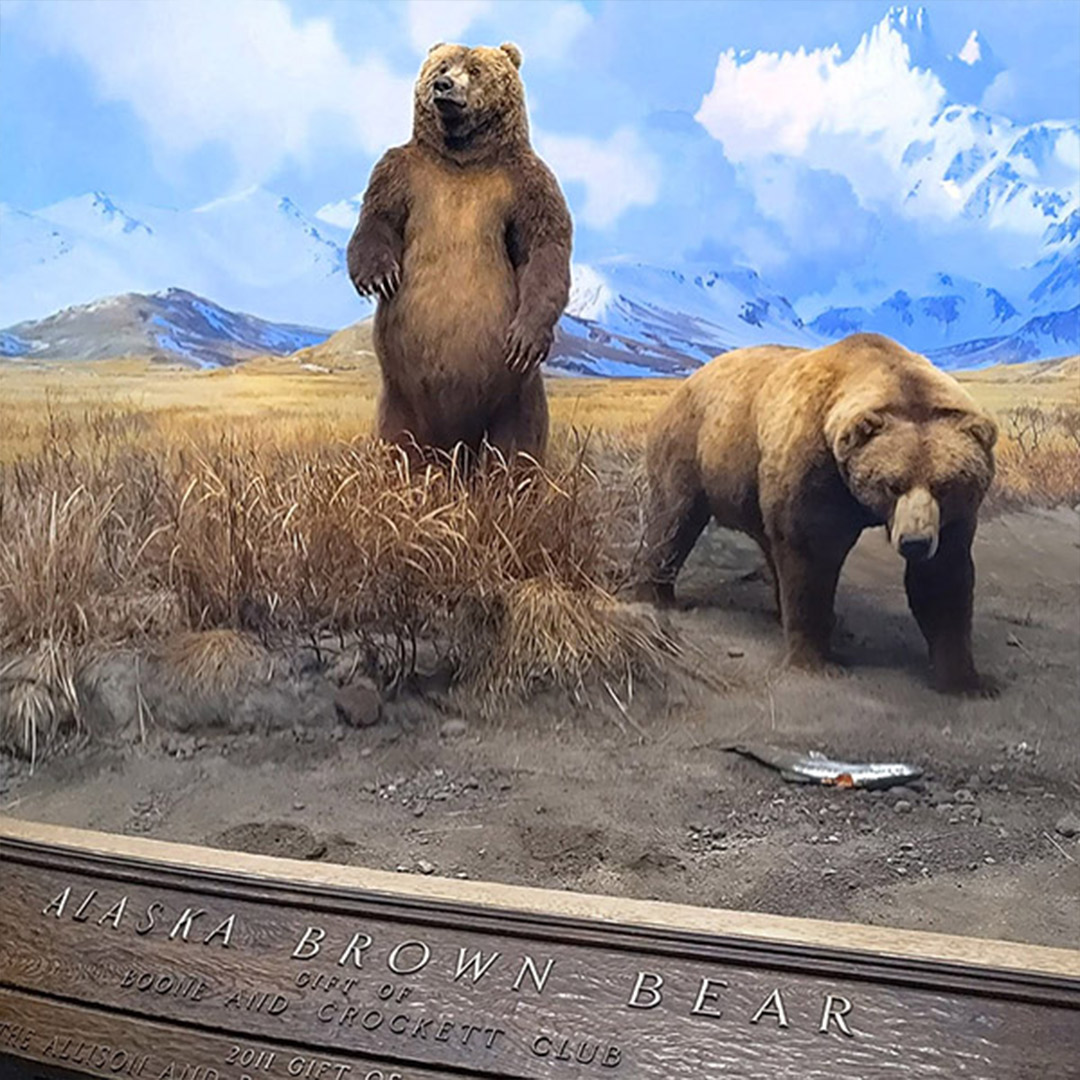 grizzly bear display