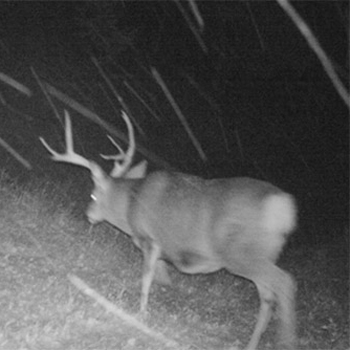 mule deer on trail cam