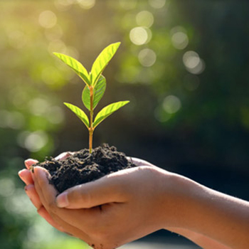 hands holding plant