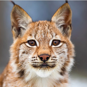 bobcat
