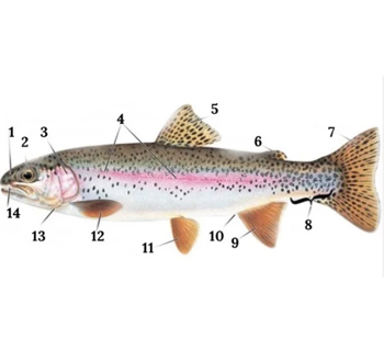rainbow trout