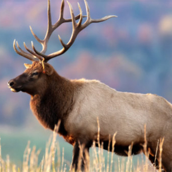 elk