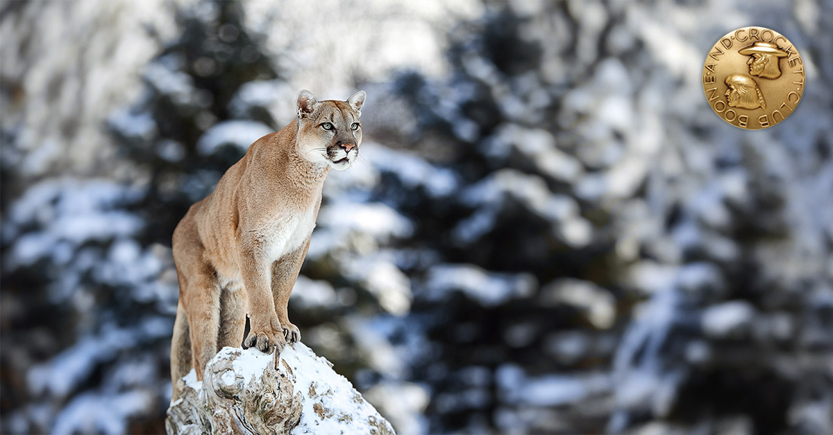 mountain lion